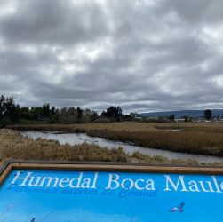 Humedal Boca Maule