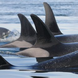 orcas