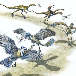 Evolución de las aves desde los dinosaurios.