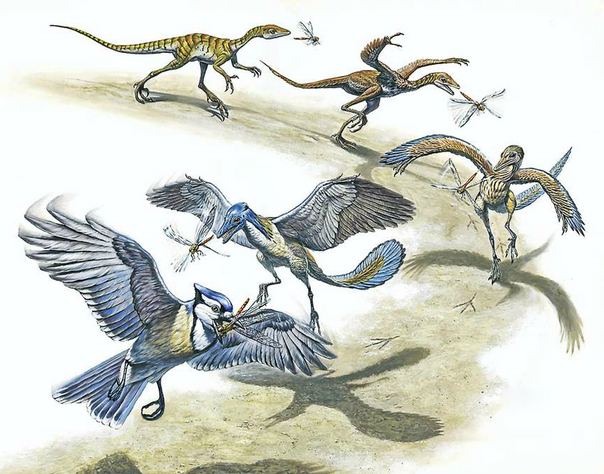 Evolución de las aves desde los dinosaurios.