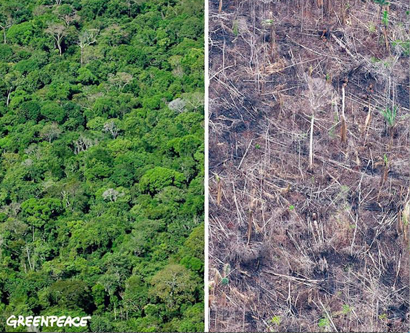 Impacto del cambio climático en la selva amazónica 10 años antes-10 años después.